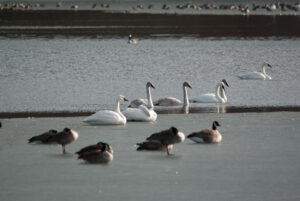 The Wild Side of Wyandotte County Lake Park