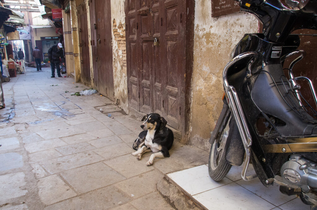 Dog on Street - Fez Morocco