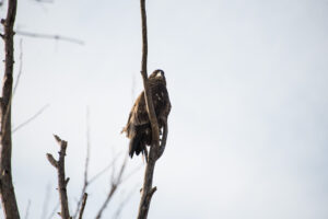 Loess Bluffs NWR (Squaw Creek NWR) – Eagle Days 2017