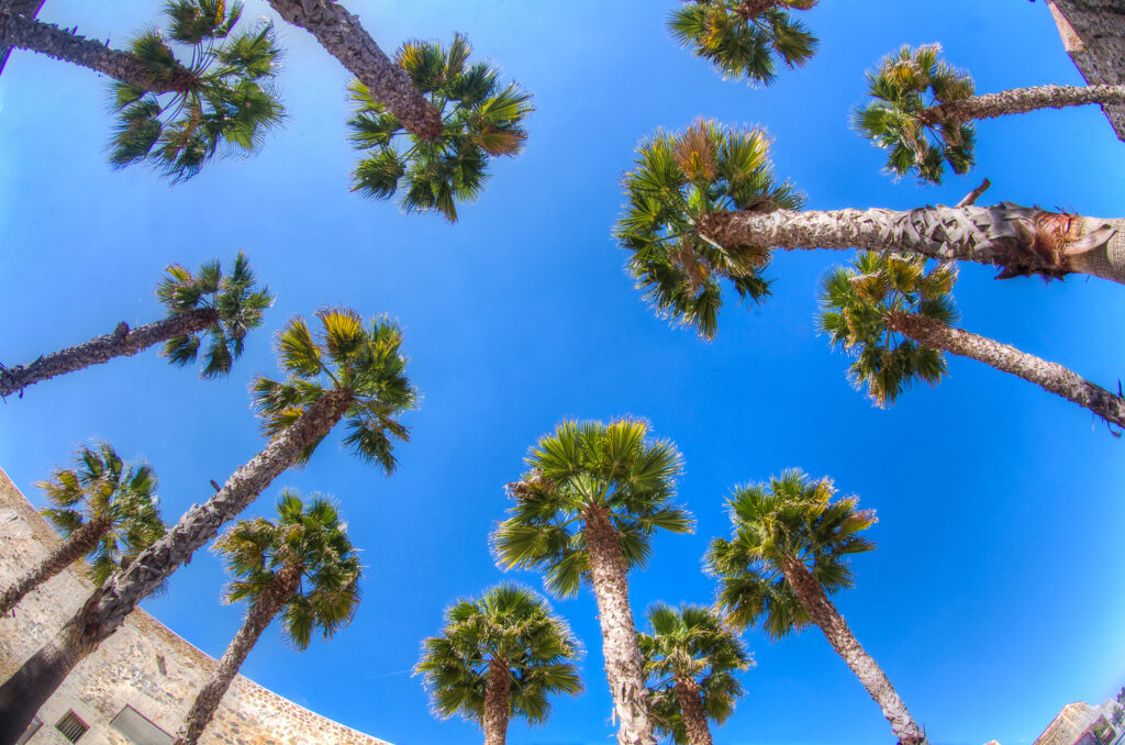 Palm Tress in side the Royal Walls - Ceuta Spain