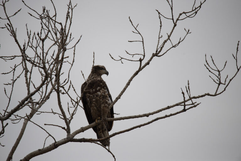 Squaw Creek – Eagle Days 2016