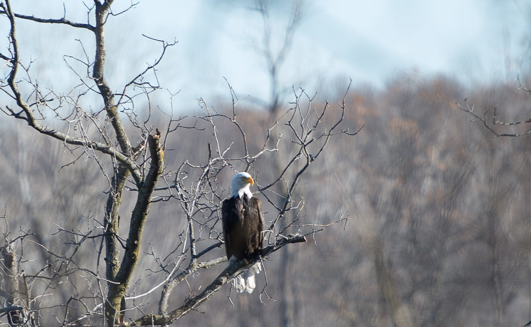 Bald Eagle in Misty Woods