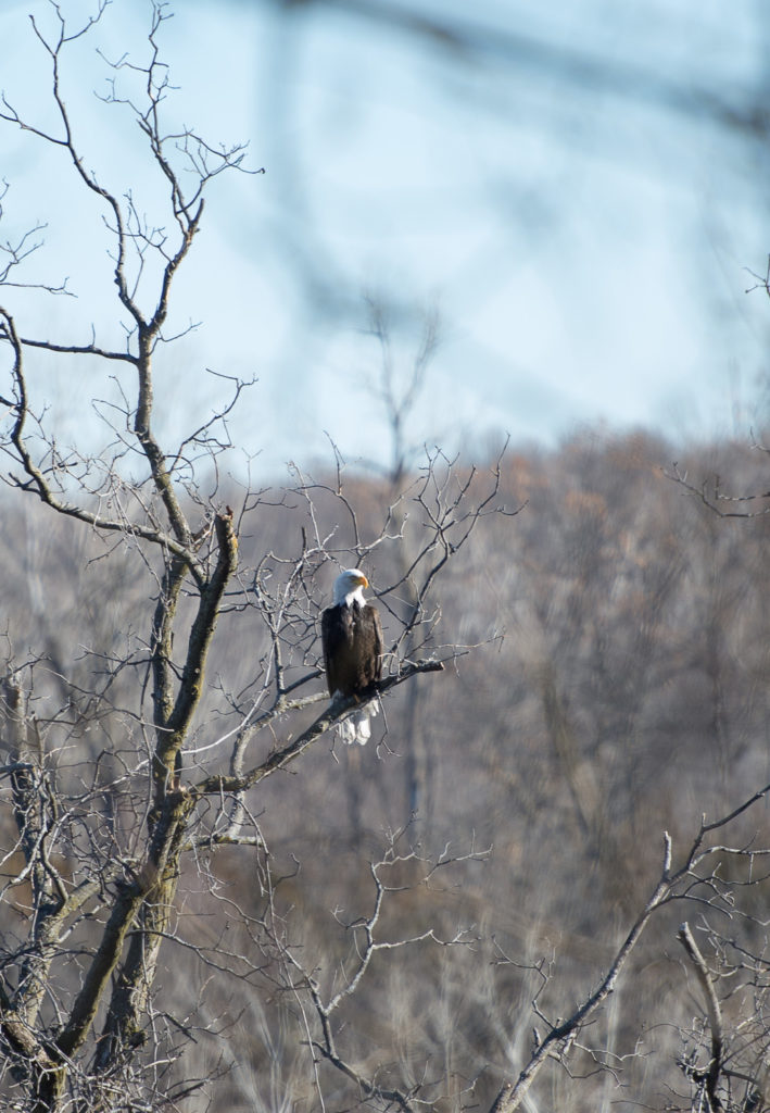 Bald Eagle in Misty Woods