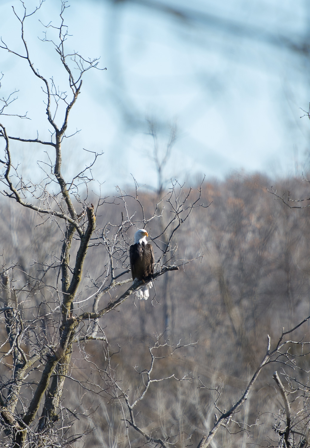 Chasing the Eagles (Not the Band)