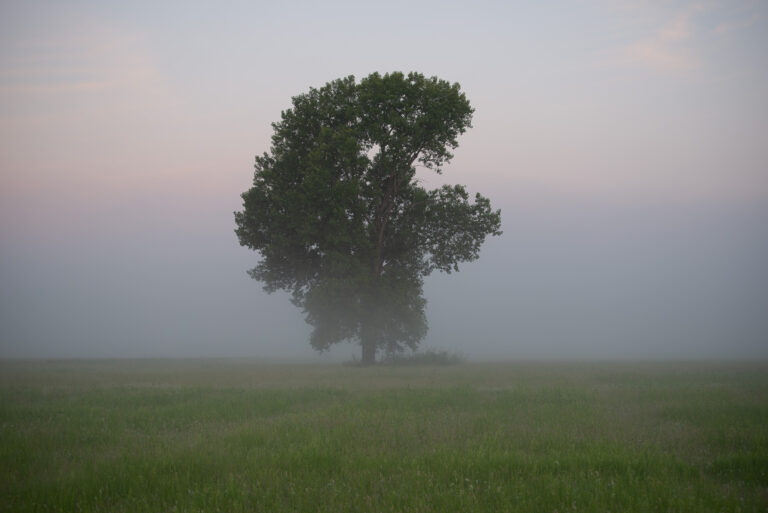 Lone Tree - Riverside Mo