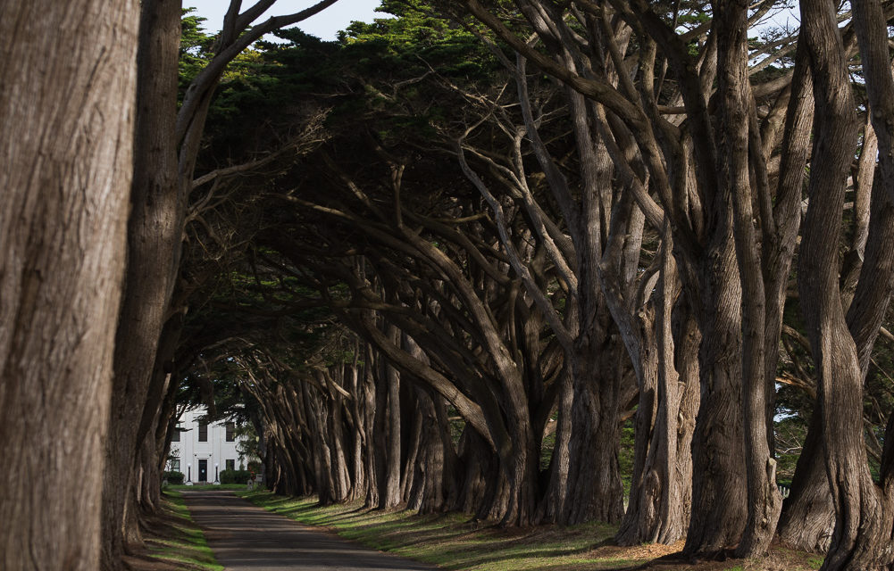 Cypress Tree Tunnel from the side - Point Reyes