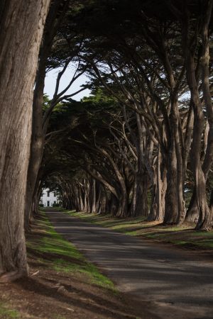 Cypress Tree Tunnel from the side - Point Reyes