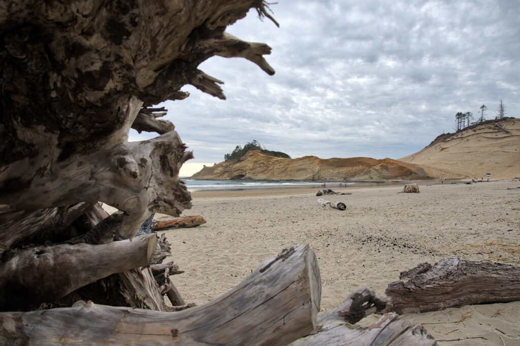 Cape Kiwanda Driftwood