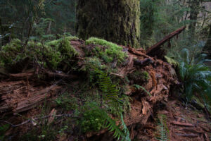 Part 5 – Hoh Rainforest – Olympic National Park