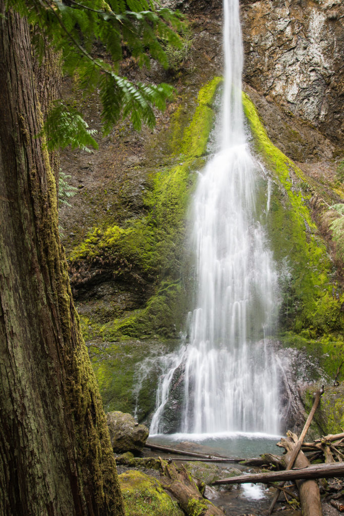 Marymere Fall Olympic National Park #1