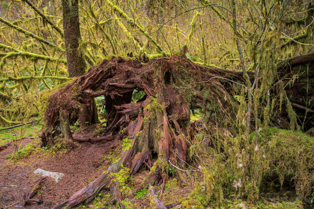 Roots - Hoh Rainforest