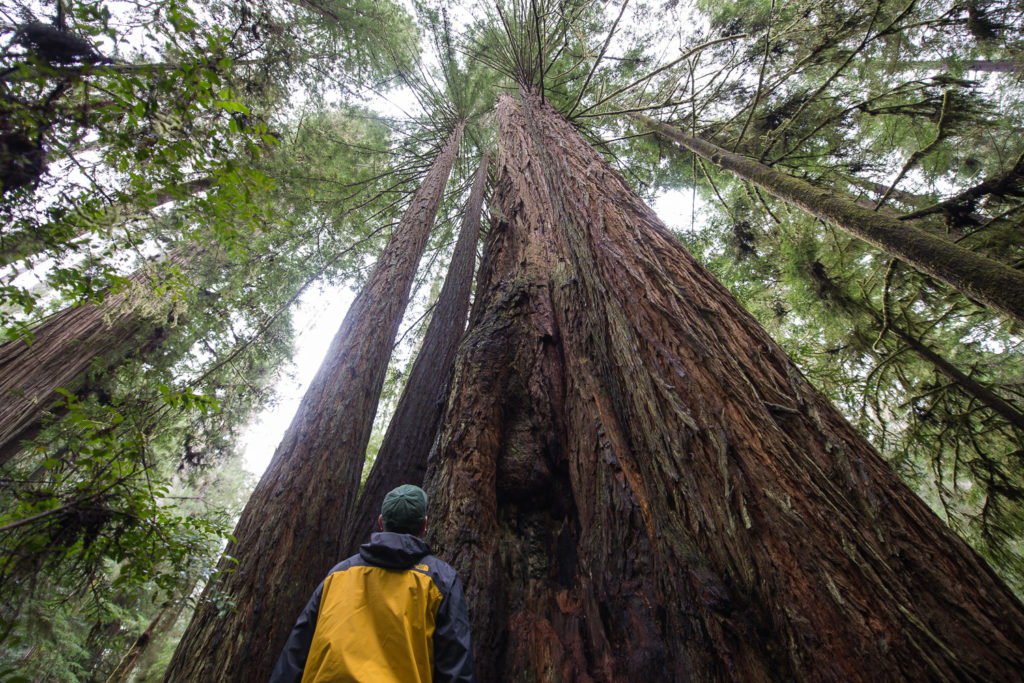 A Sense of Scale - Redwoods National and State Parks