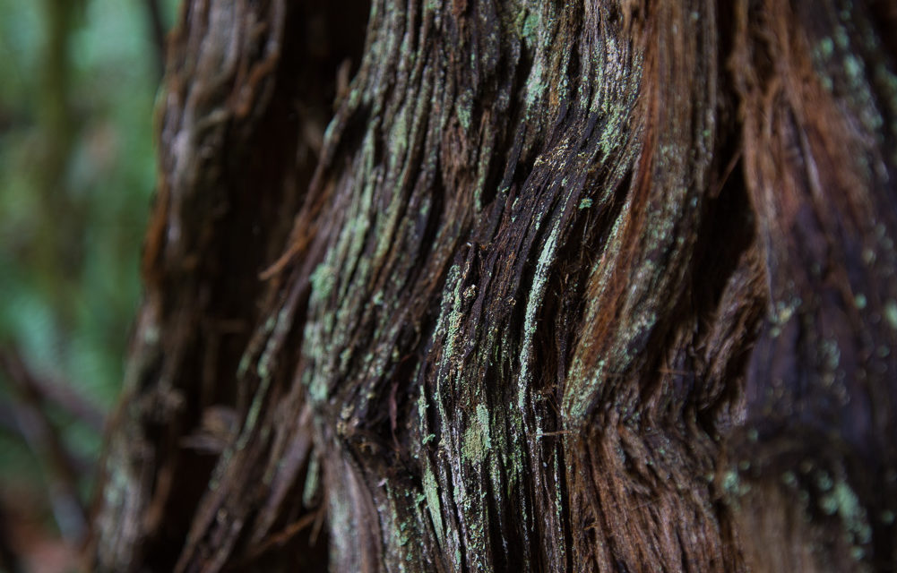 Redwoods - Close up