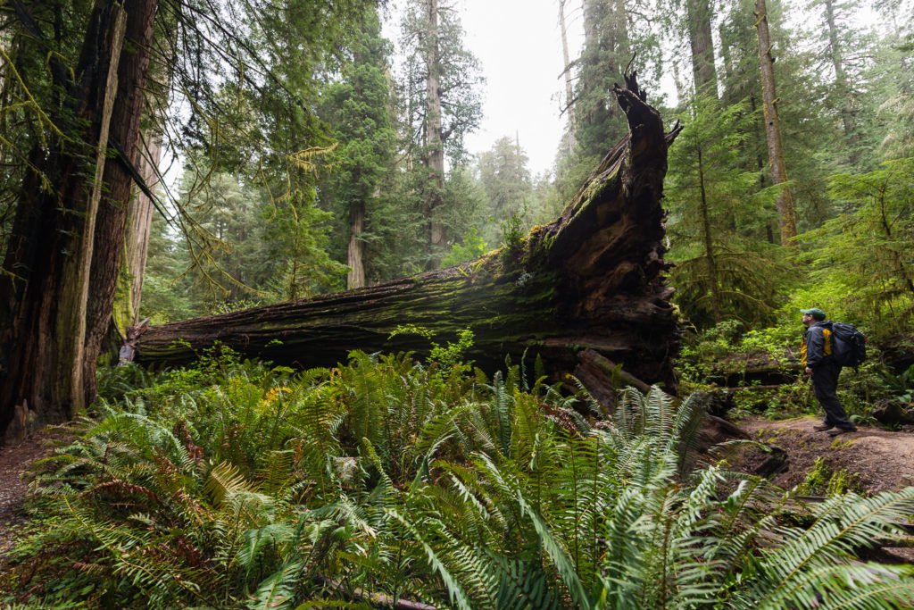 When a Tree Falls in the Forest - Redwoods National and State Parks