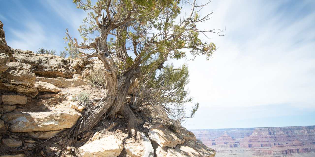 Twisted - Moran Point Grand Canyon National Park