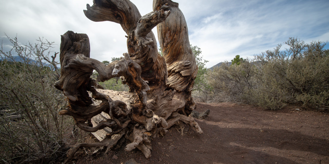 Twisted - Sunset Crater Volcano National Monument