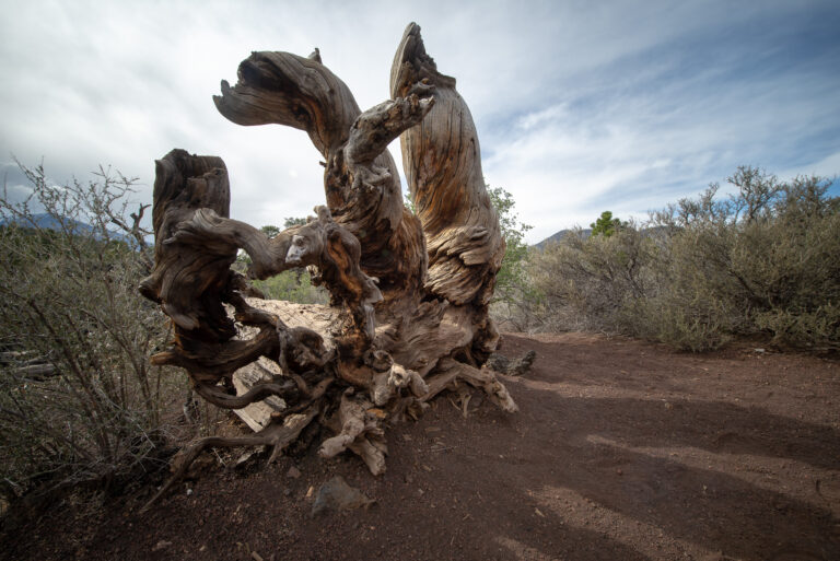 Twisted - Sunset Crater Volcano National Monument