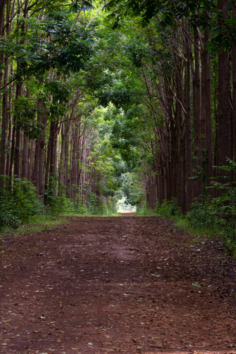 Photographing Kauai Part 5 – Wai Koa Loop Trail